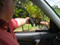 Mount Tamborine Winery & Homestead - Tweed Heads Accommodation 1