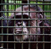 Rockhampton Zoo - Tweed Heads Accommodation