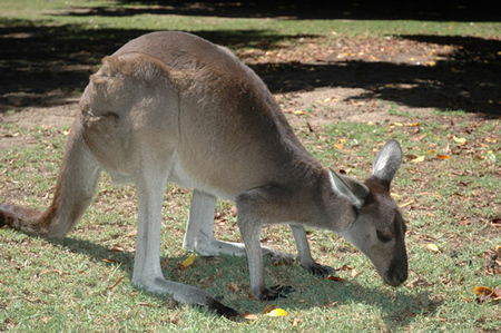 Bunbury Wildlife Park - Tweed Heads Accommodation 1