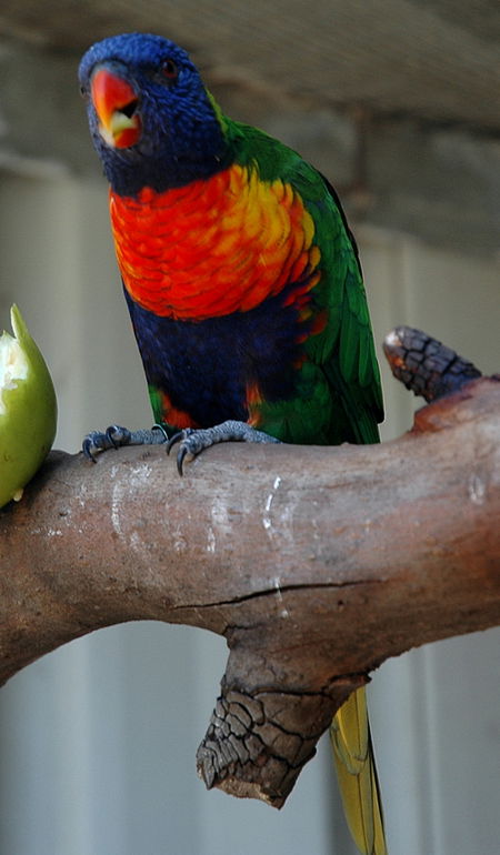 Bunbury Wildlife Park - Tweed Heads Accommodation 3