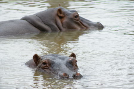 Cairns Wildlife Safari Reserve - Tweed Heads Accommodation 2