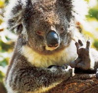 Gorge Wildlife Park - Tweed Heads Accommodation