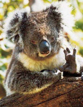 Gorge Wildlife Park - Tweed Heads Accommodation 0