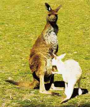 Gorge Wildlife Park - Tweed Heads Accommodation 1