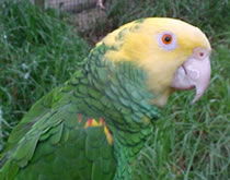 Gorge Wildlife Park - Tweed Heads Accommodation 3