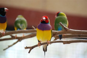 Kyabram Fauna Park - Tweed Heads Accommodation 1