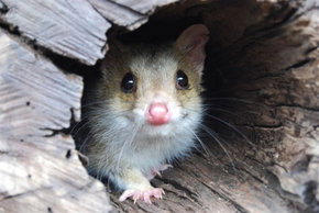Kyabram Fauna Park - Tweed Heads Accommodation 3