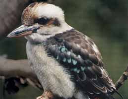 Nowra Wildlife Park - Tweed Heads Accommodation 2
