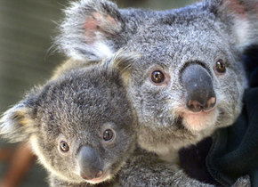 Symbio Wildlife Gardens - Tweed Heads Accommodation 1