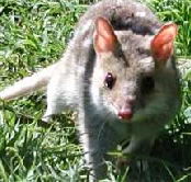 Urimbirra Wildlife Park - Tweed Heads Accommodation