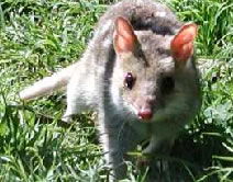 Urimbirra Wildlife Park - Tweed Heads Accommodation 0