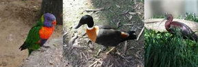 Urimbirra Wildlife Park - Tweed Heads Accommodation 2