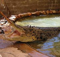 Wyndham Zoological Gardens and Crocodile Park - Tweed Heads Accommodation