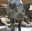 Wagga Wagga Zoo - Tweed Heads Accommodation