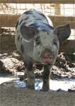 Wagga Wagga Zoo - Tweed Heads Accommodation 0