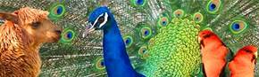 Wagga Wagga Zoo - Tweed Heads Accommodation 1