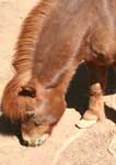 Wagga Wagga Zoo - Tweed Heads Accommodation 3