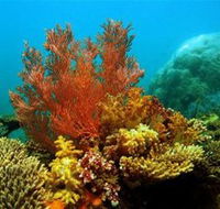 Three Islands Whale Shark Dive - Tweed Heads Accommodation