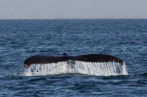 Three Islands Whale Shark Dive - Tweed Heads Accommodation 1