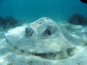 Three Islands Whale Shark Dive - Tweed Heads Accommodation 2