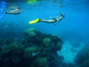 Three Islands Whale Shark Dive - Tweed Heads Accommodation 3