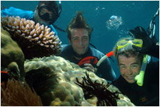 Dolphin Wild - Tweed Heads Accommodation 1