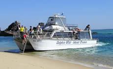 Dolphin Wild - Tweed Heads Accommodation 2