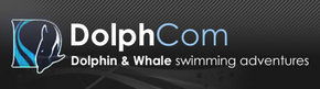 Dolphcom - Dolphin & Whale Swimming Adventures - Tweed Heads Accommodation 0