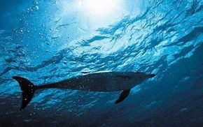 Dolphcom - Dolphin & Whale Swimming Adventures - Tweed Heads Accommodation 1
