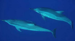 Dolphcom - Dolphin & Whale Swimming Adventures - Tweed Heads Accommodation 3