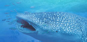 Ningaloo Blue Dive - Tweed Heads Accommodation 1