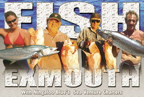 Ningaloo Blue Dive - Tweed Heads Accommodation 2