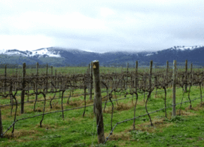 Kinloch Wines - Tweed Heads Accommodation