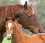 Blue Gum Farm - Tweed Heads Accommodation