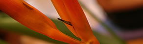 Zen Day Spa - Tweed Heads Accommodation 0