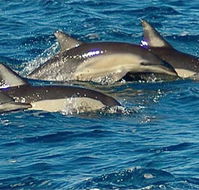 Dolphin Swim Australia - Tweed Heads Accommodation