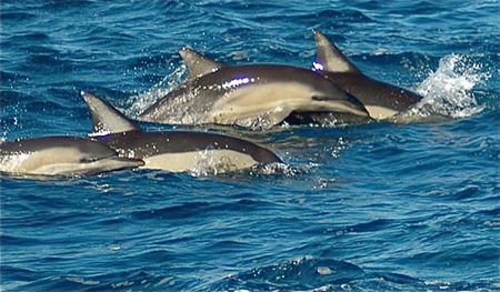 Dolphin Swim Australia - Tweed Heads Accommodation 0