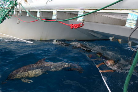 Dolphin Swim Australia - Tweed Heads Accommodation 1