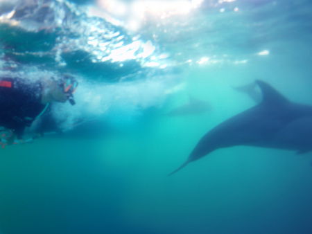 Dolphin Swim Australia - Tweed Heads Accommodation 2