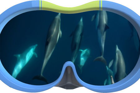 Dolphin Swim Australia - Tweed Heads Accommodation 3