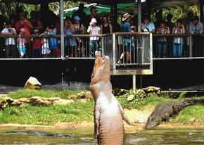 Crocodylus Park - Tweed Heads Accommodation 2