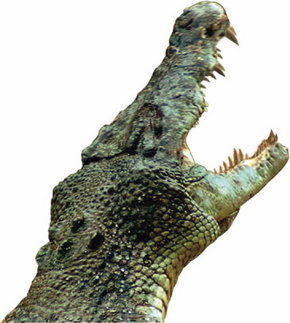 Crocodylus Park - Tweed Heads Accommodation 3
