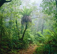 Lamington National Park and OReillys - Tweed Heads Accommodation