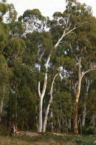 Heysen - The Cedars - Tweed Heads Accommodation 2
