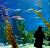 Melbourne Aquarium - Tweed Heads Accommodation