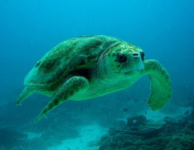 Snorkel Safari Brisbane - Tweed Heads Accommodation 4