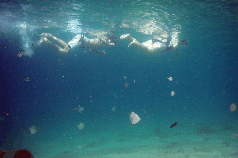 Australian Kayaking Adventures - Tweed Heads Accommodation 5