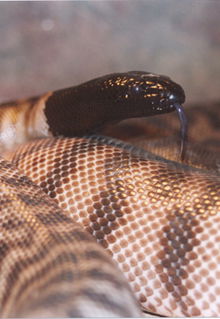 Armadale Reptile & Wildlife Centre - Tweed Heads Accommodation 4