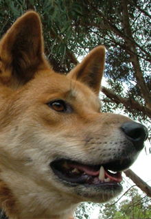 Armadale Reptile & Wildlife Centre - Tweed Heads Accommodation 5