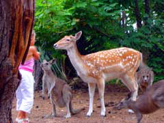 Birdland Animal Park - Tweed Heads Accommodation 4